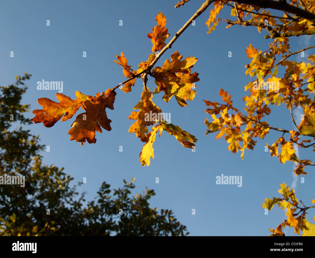 autumn oak leaves, Cannock Chase, England Stock Photo