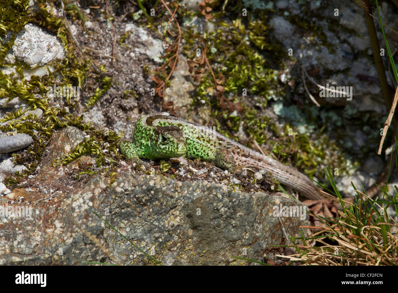 Zauneidechse, Lacerta agilis, sand lizard Stock Photo