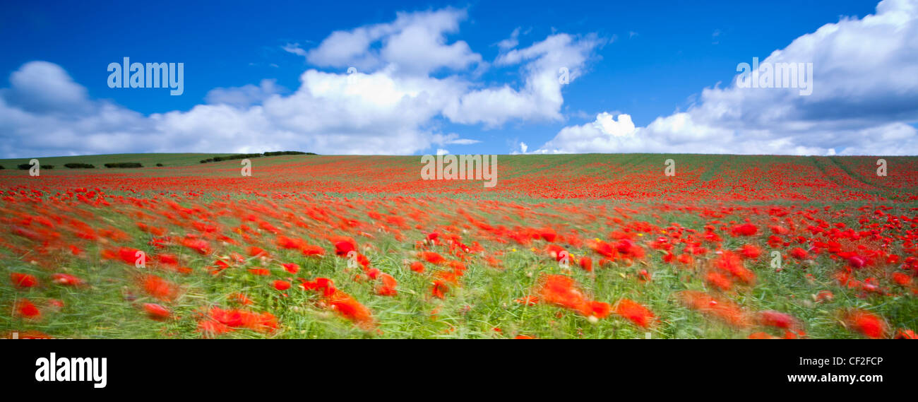 Poppies growing in a commercial poppy / wild-flower seed field in Northumberland. Stock Photo