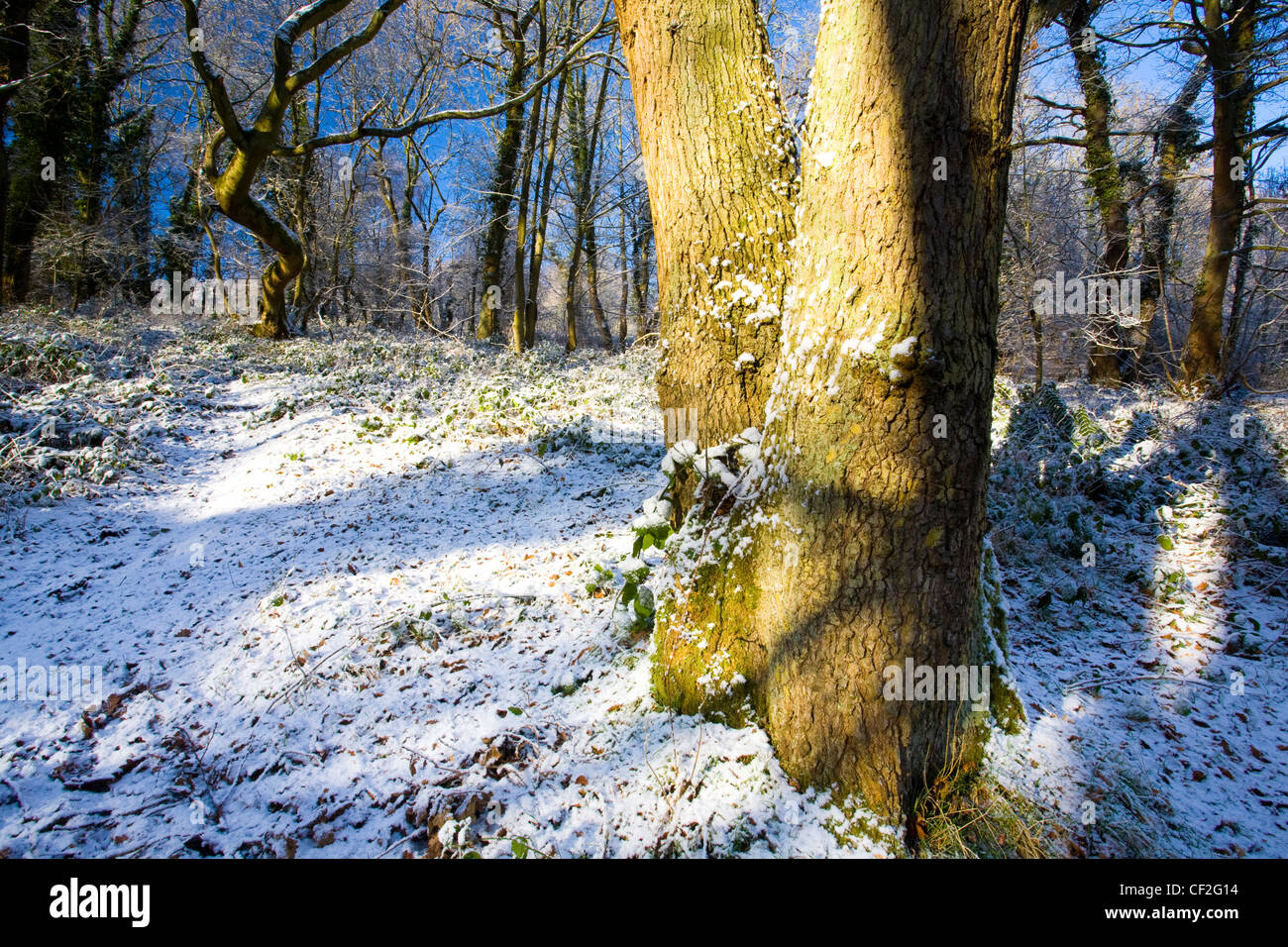 A recent snowfall transforms the woodland of the Plessey Woods Country Park. Stock Photo