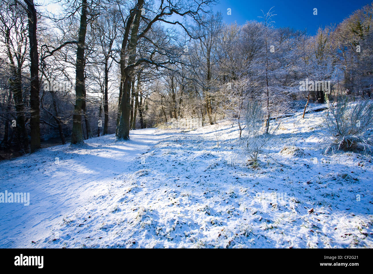 A recent snowfall transforms the woodland of the Plessey Woods Country Park. Stock Photo