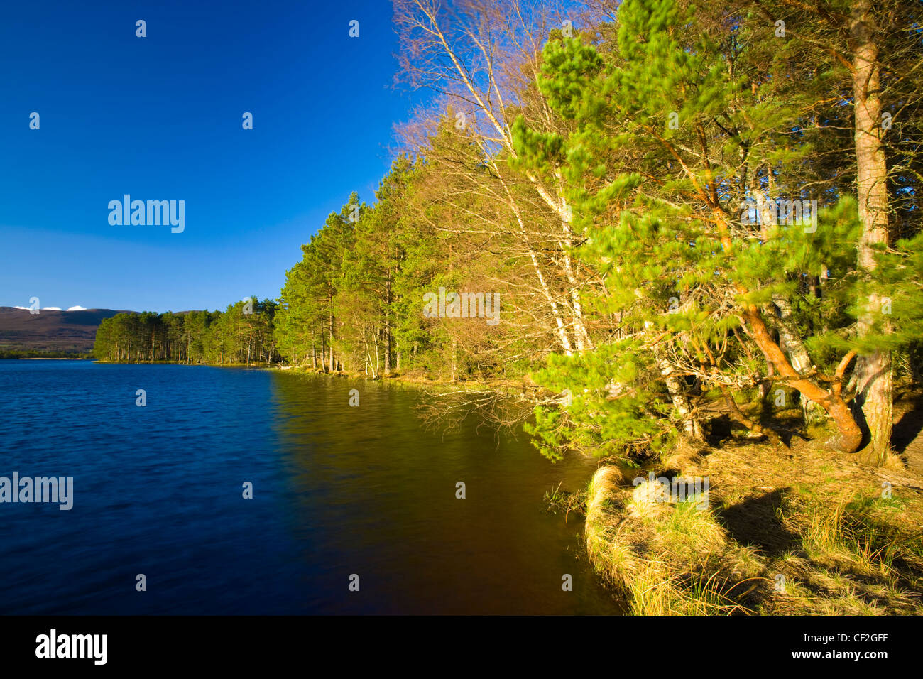Loch Garten fringed by the Forest in the Cairngorms National
