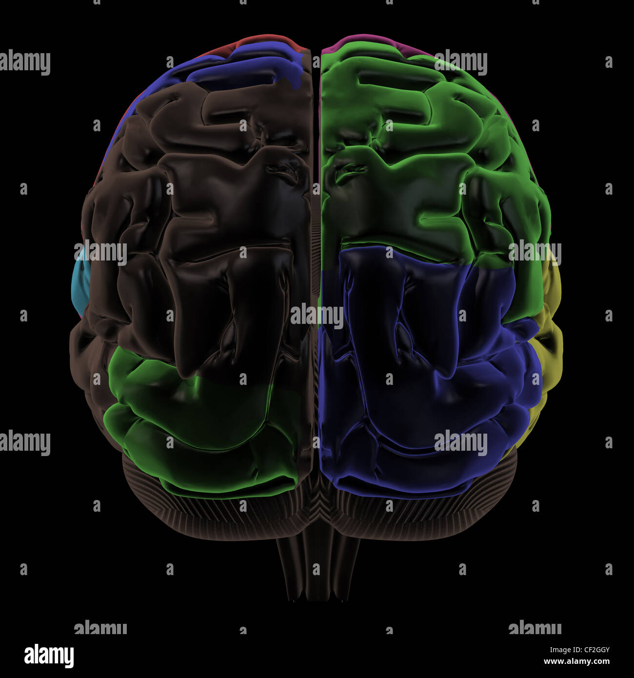 Colored areas of the Brain, back view Stock Photo