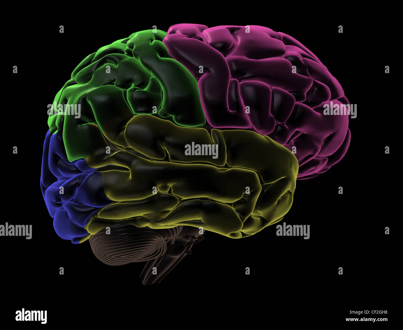 Coloured areas of the Brain, right hemisphere Stock Photo