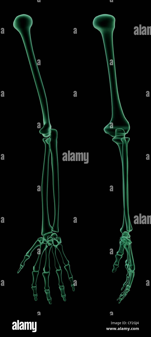 Xray skeletal structure of the Human Arm Stock Photo Alamy