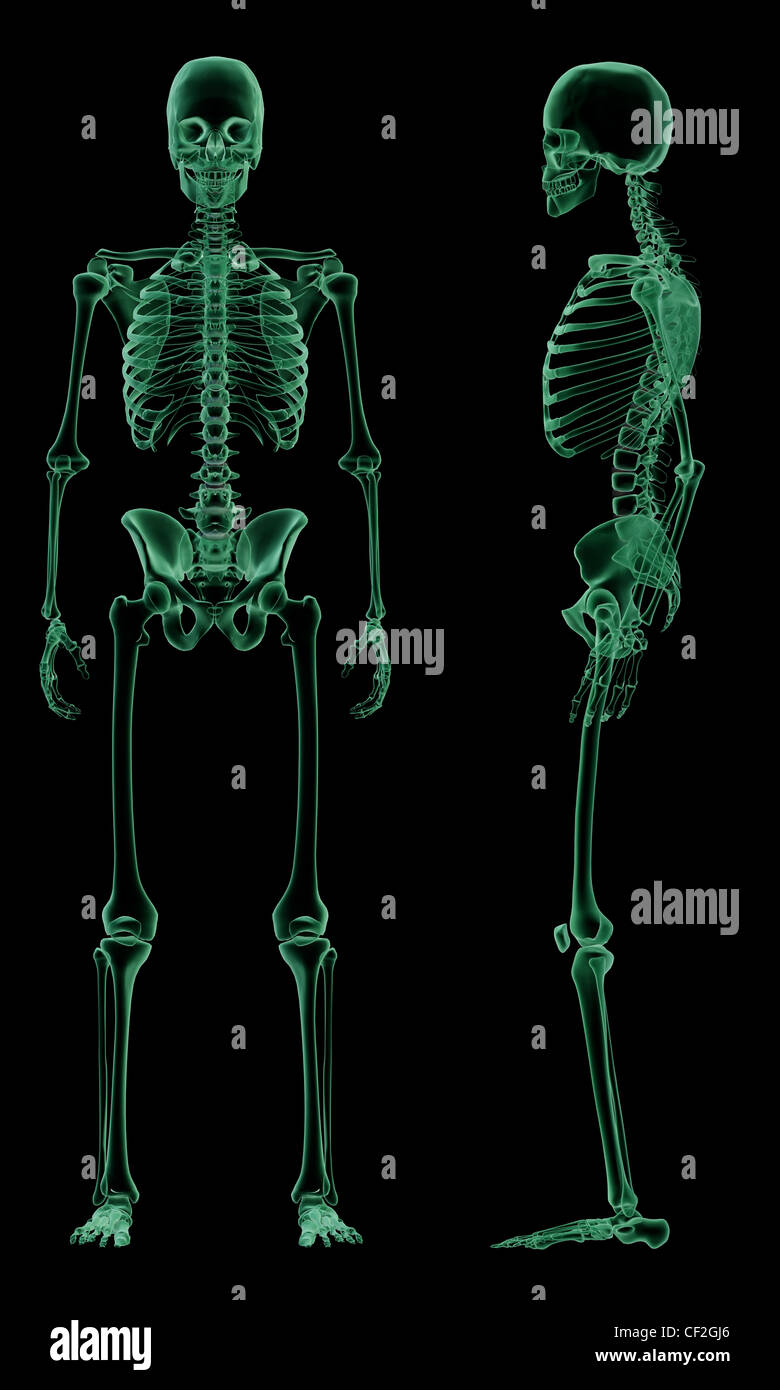 Xray of the human skeletal structure, front and side view Stock Photo