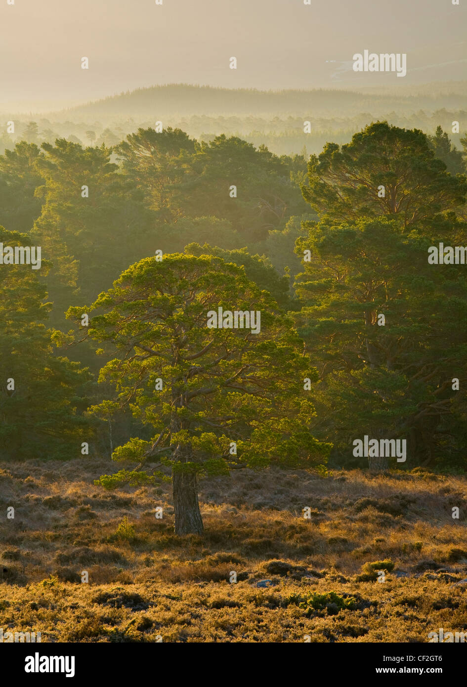 Mist rising at dawn over the Caledonian Forest of the Rothiemurchus estate, in the Cairngorms National Park. Stock Photo