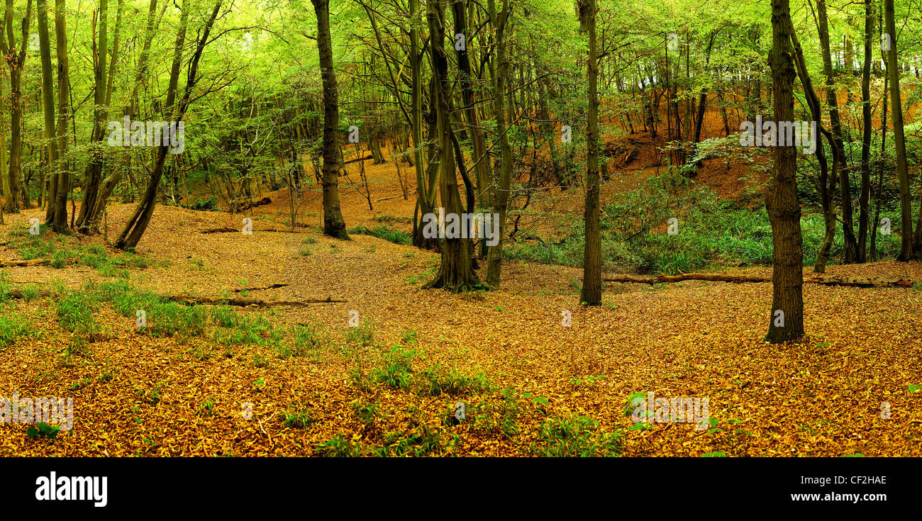 Autumn leaves covering the ground of an ancient woodland. Stock Photo