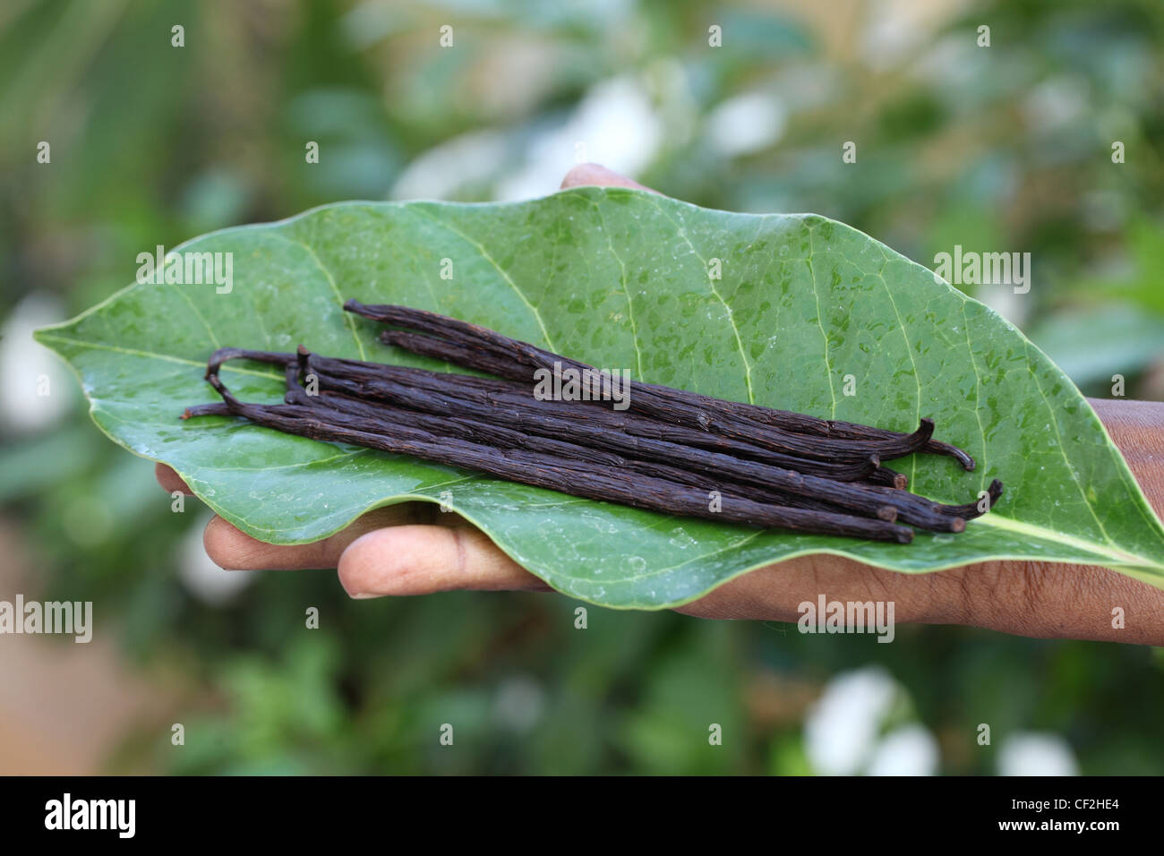 Vanilla beans on leaf Andhra Pradesh South India Stock Photo Alamy