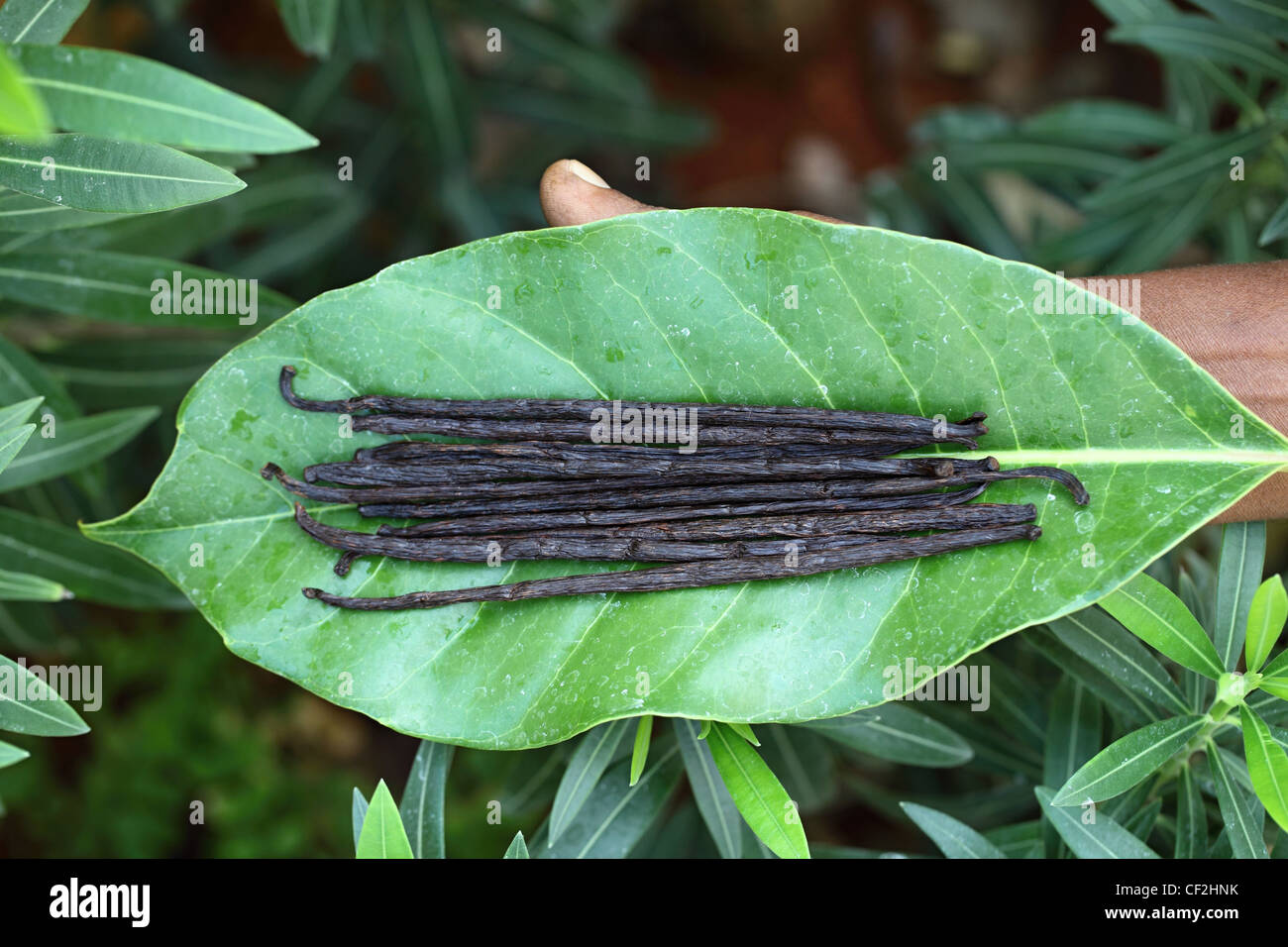 Vanilla beans plant hires stock photography and images Alamy