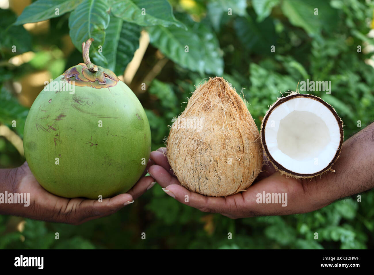 Cocos nucifera , coconut palm , fruit and seed  Andhra Pradesh South India Stock Photo