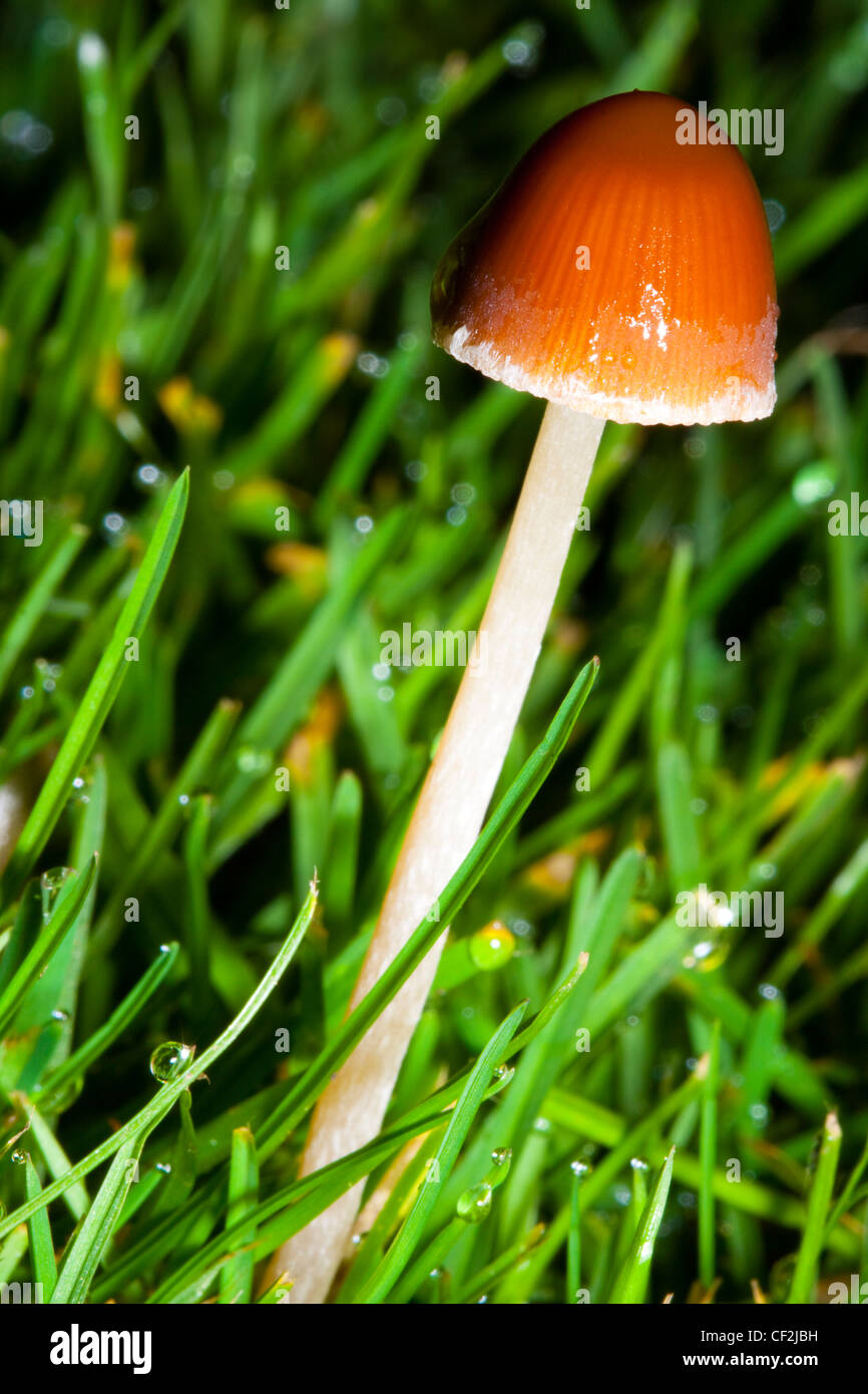 Autumn shot of un-identified fungi / mushroom / toadstool. Stock Photo