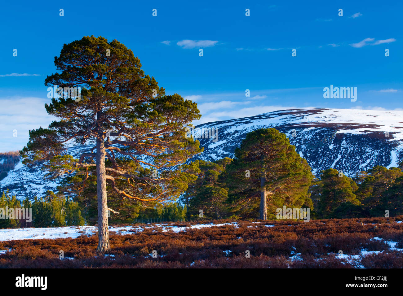 Scots Pines on moorland, under the shadow of snow covered hills near Braemar and the Linn of Dee. Stock Photo