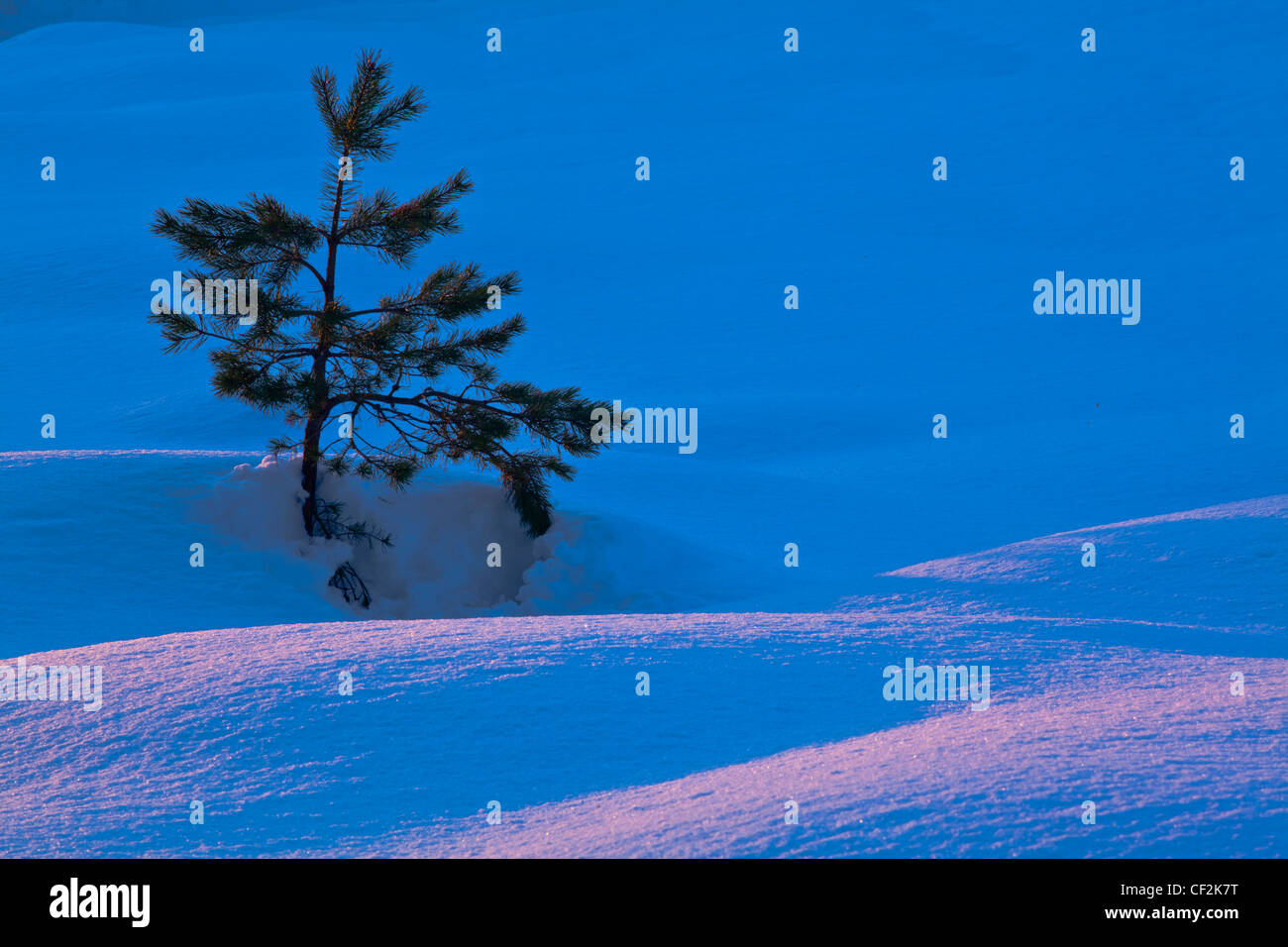 Single Fir Tree surrounded by drifting snow in the Cairngorms National Park. Stock Photo