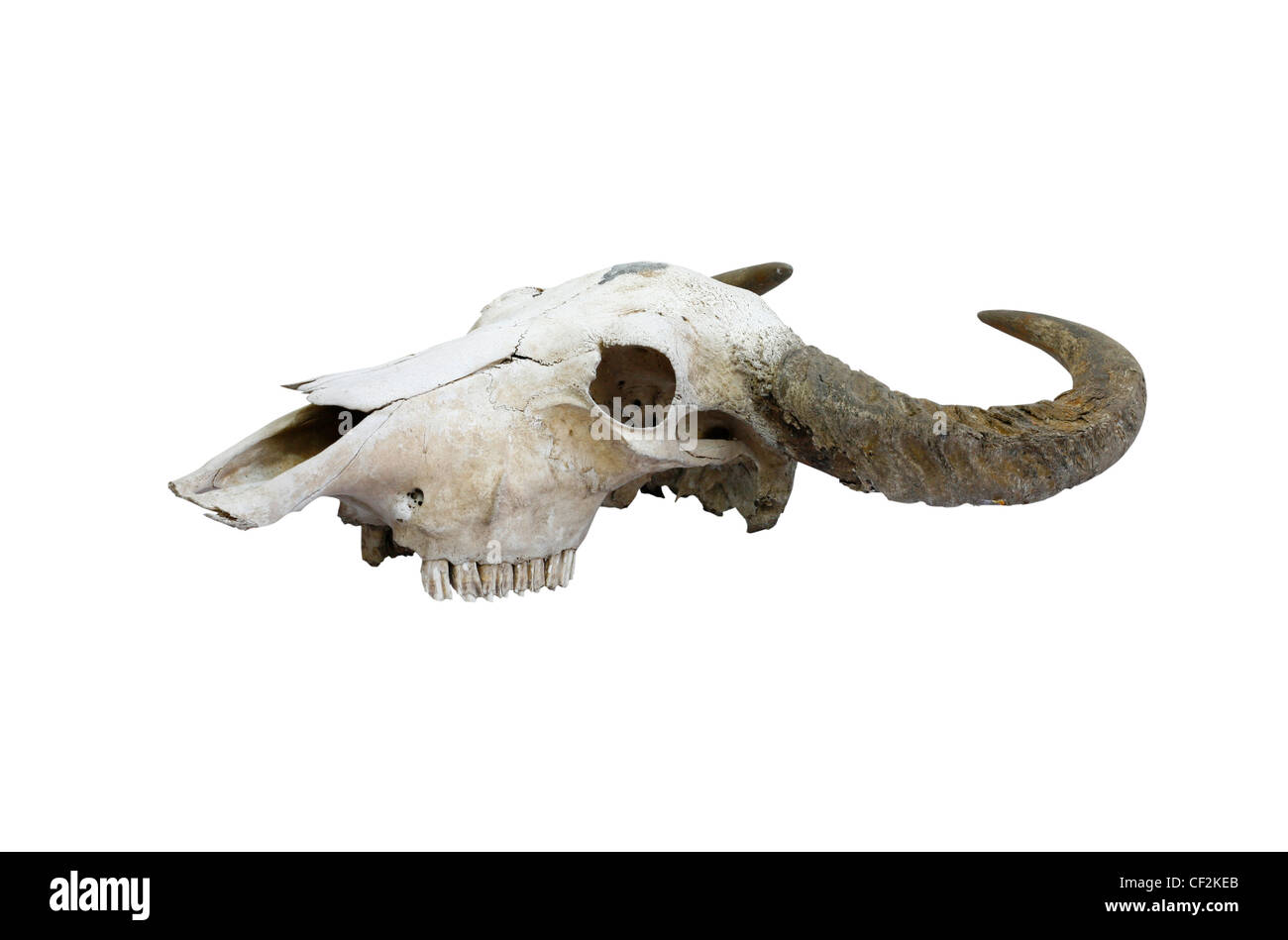 buffalo skull with horns on white (path in side Stock Photo - Alamy