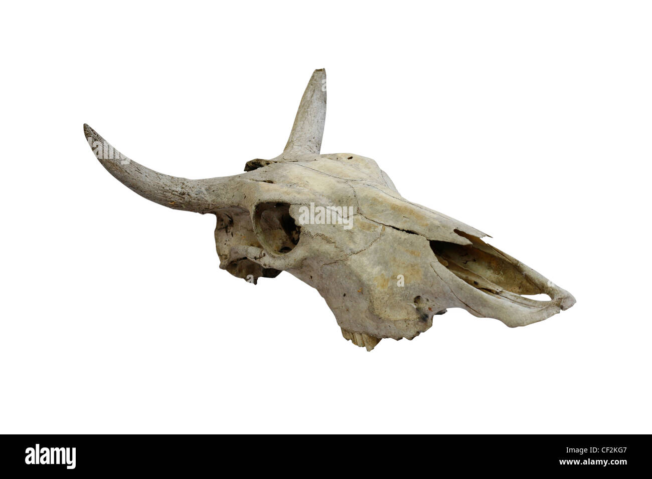 Cow skull hi-res stock photography and images - Alamy