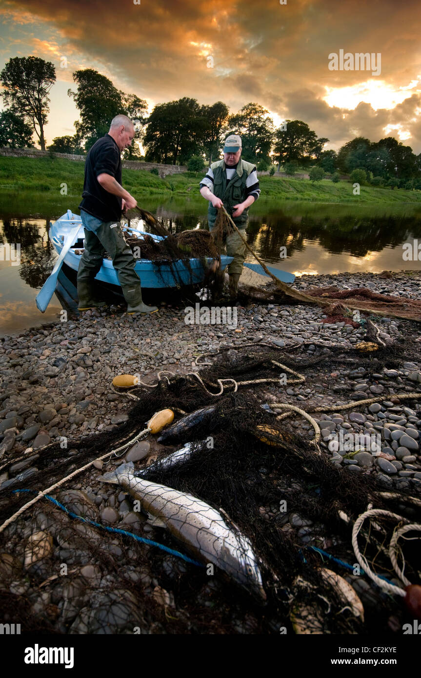 Two fishermen laying the net on the shore at Canny fishery on the River Tweed. These fishermen are fishing in a traditional meth Stock Photo