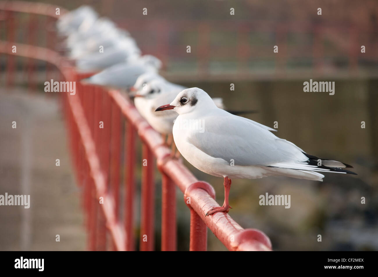 Black-headed gulls in winter plummage, perched on railings. Stock Photo