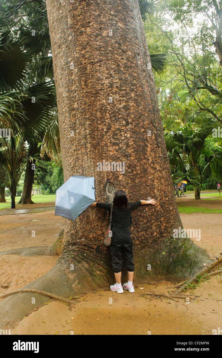 hugging a giant Australian Kauri Pine in the Perideniya Botanical Gardens, Kandy, Sri Lanka Stock Photo