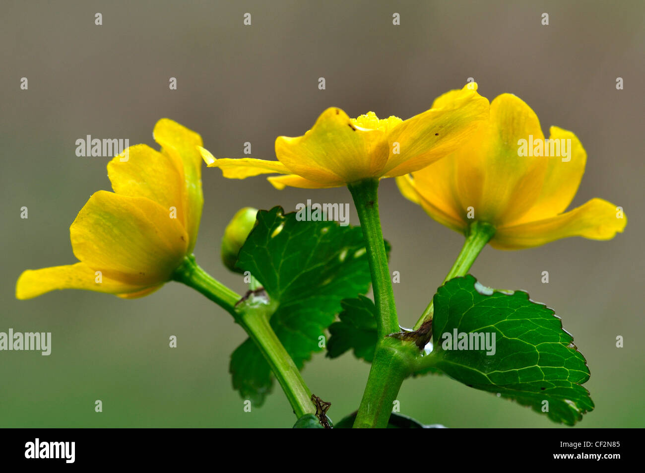 The bright yellow flowers of marsh marigold in Spring UK Stock Photo