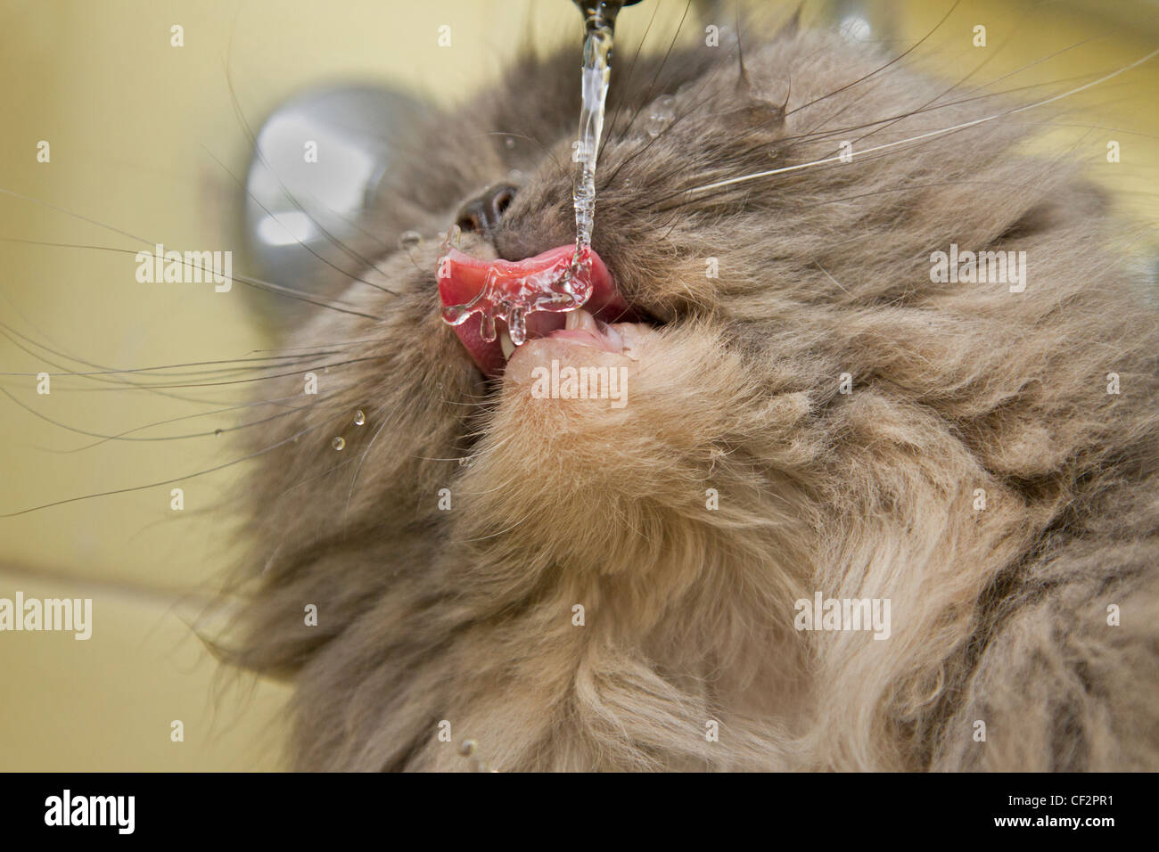 Persian cat founded wondering in the woods Stock Photo Alamy