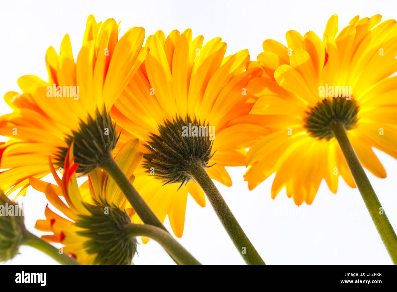 Close Up of Vibrant Gerber Daisy Flowers Stock Photo