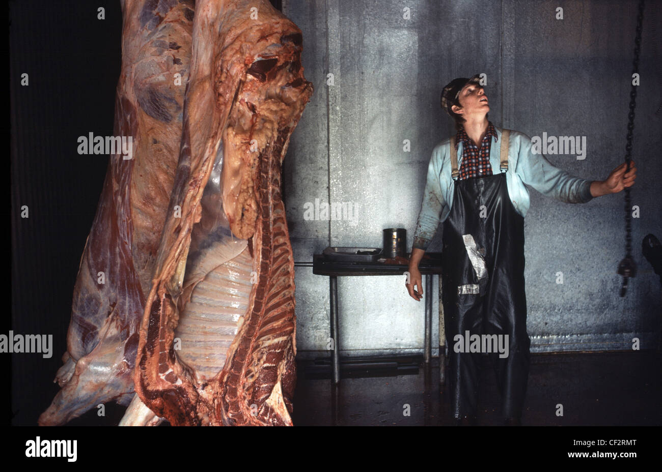butcher in abattoir  beside beef carcases hanging from hooks Stock Photo