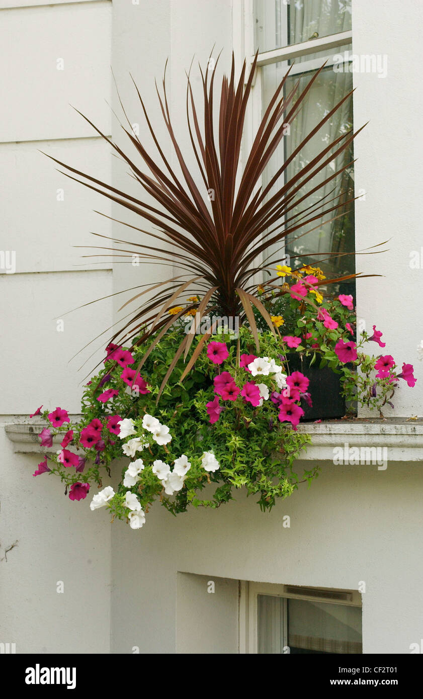 Window box on first floof period terraced house, ivy, petunias and brown leaf palm Stock Photo