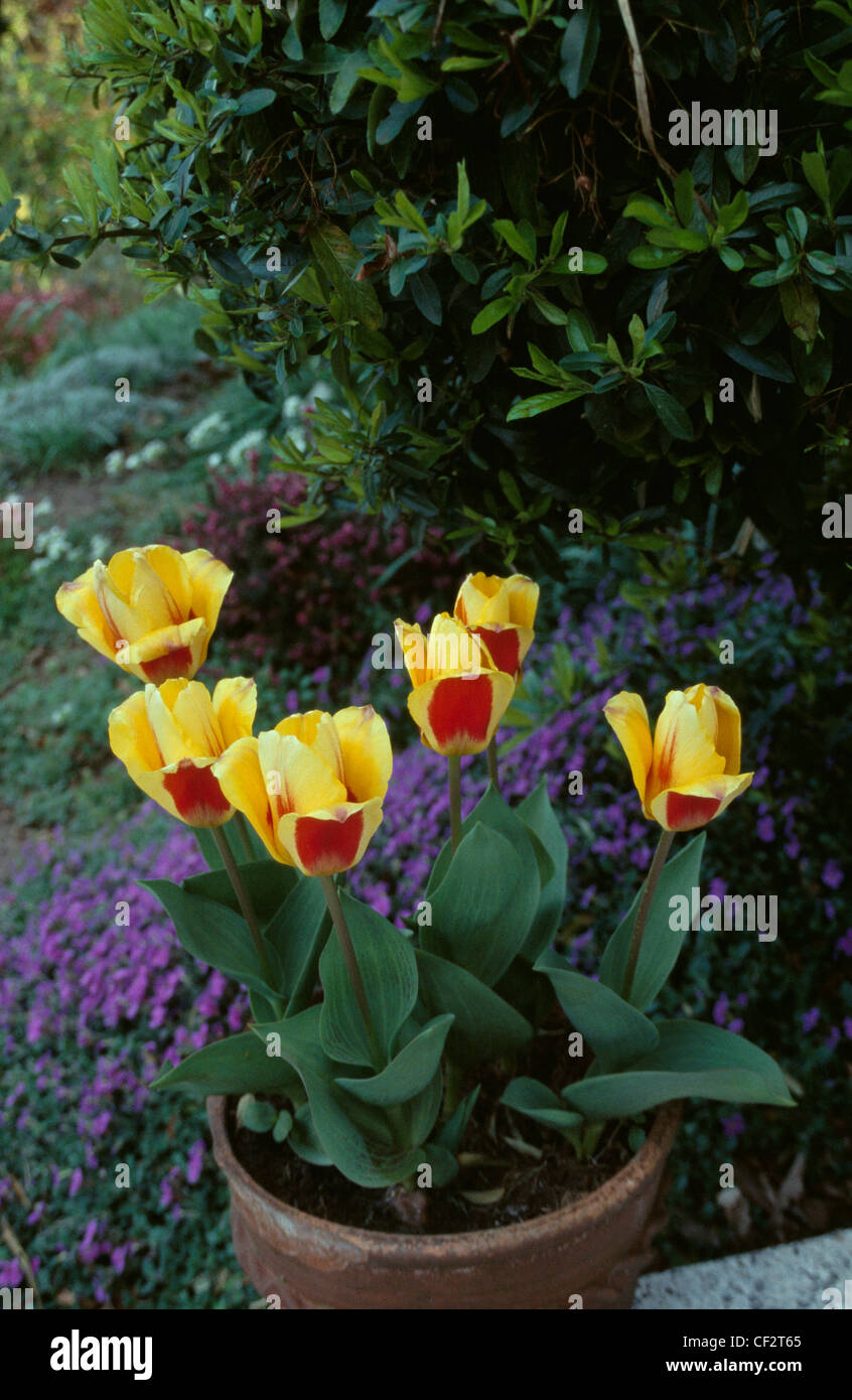 Terracotta pot of yellow and red garden tulips, other plants and bushes in background Stock Photo