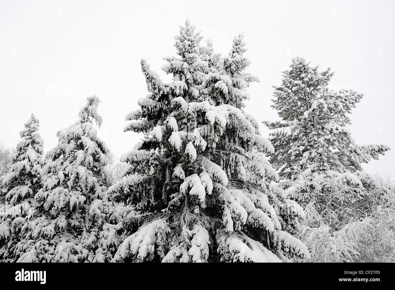 Fresh snowfall on giant pine trees. Stock Photo