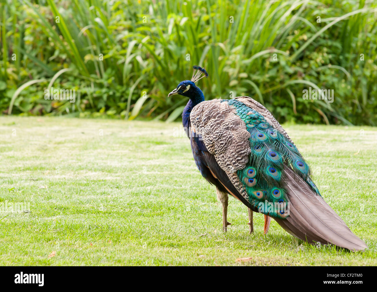 male colorful peacock in the park on green grass Stock Photo - Alamy