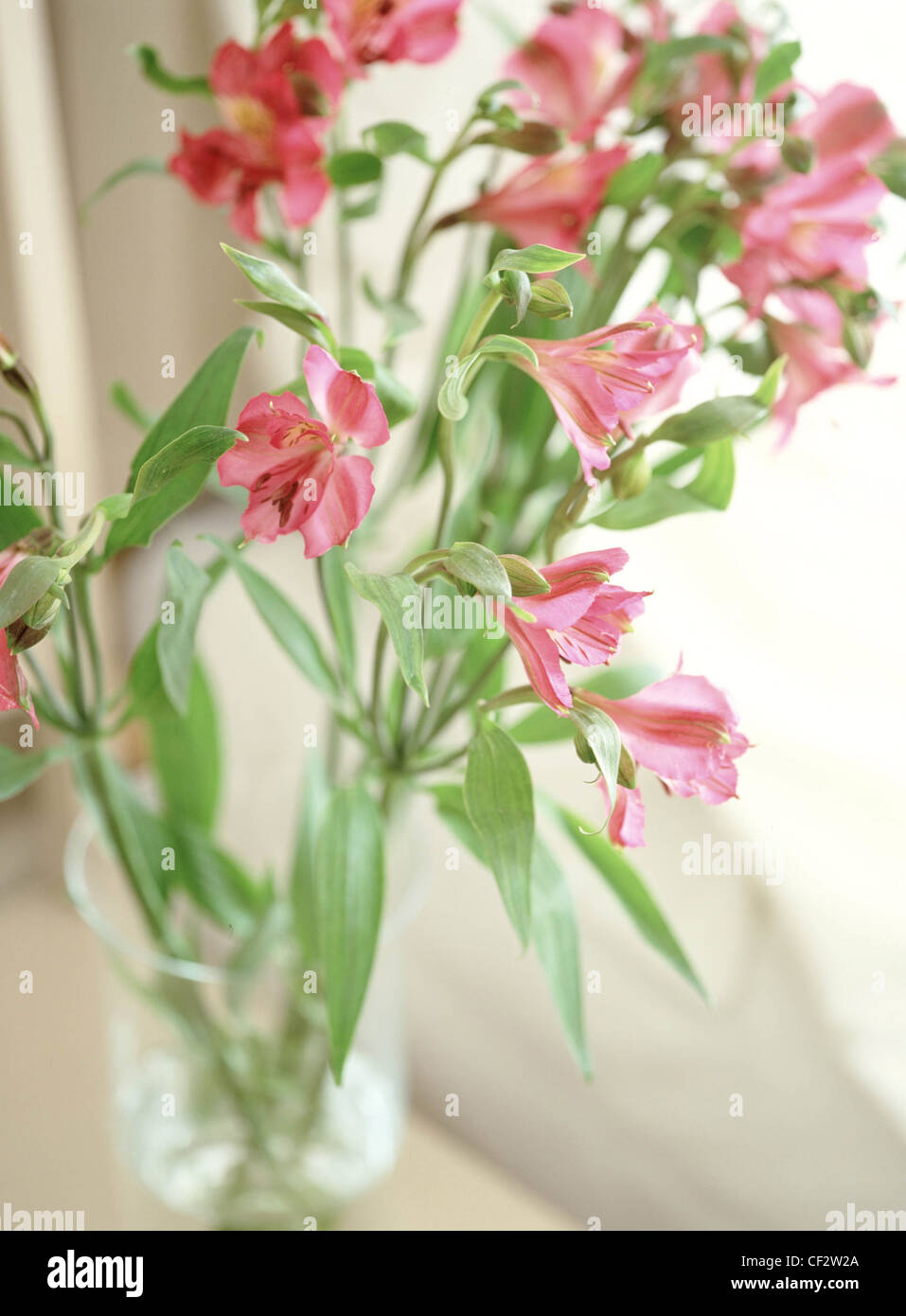Detail of pink tiger lillies in glass vase next to window Stock Photo