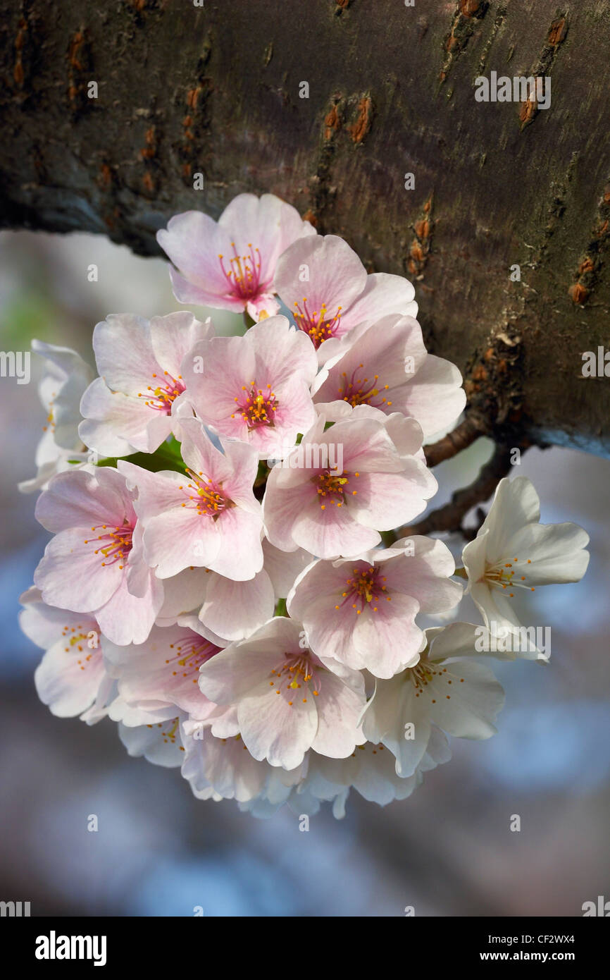 A sprig of Yoshino Japanese cherry blossoms in bloom. Stock Photo