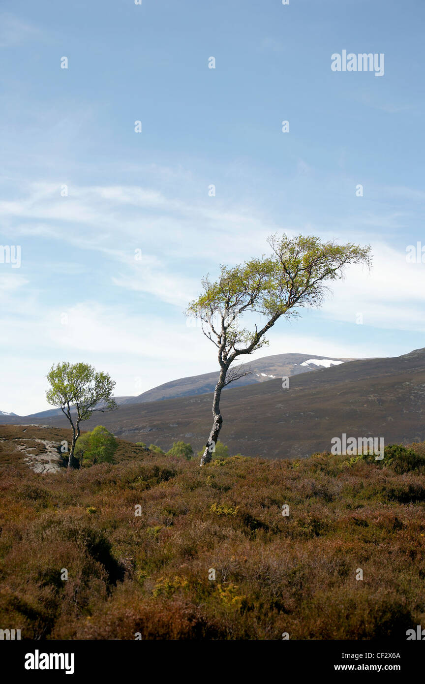 A Dwarf Birch (Betula nana) in the Eastern Highlands of Scotland. Stock Photo