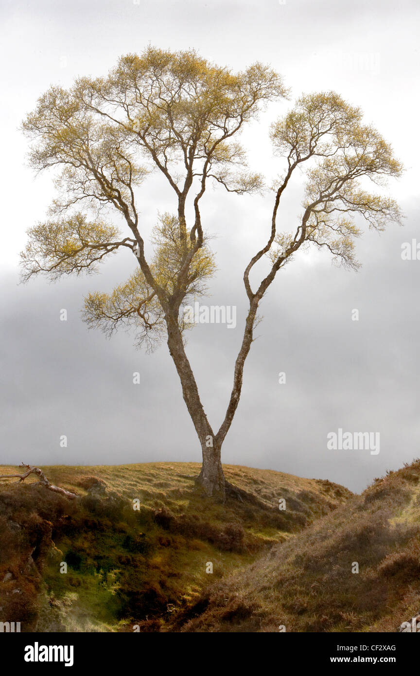 A Dwarf Birch (Betula nana) in the Cairngorms. Stock Photo