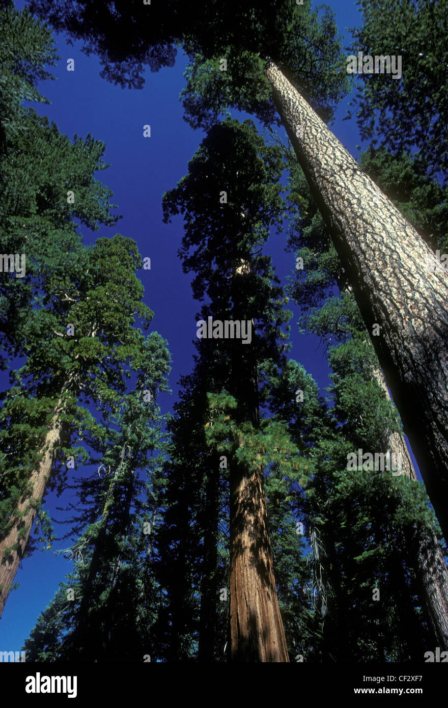 Giant Sequoia trees, Tuolumne Grove, near Crane Flat, Yosemite National