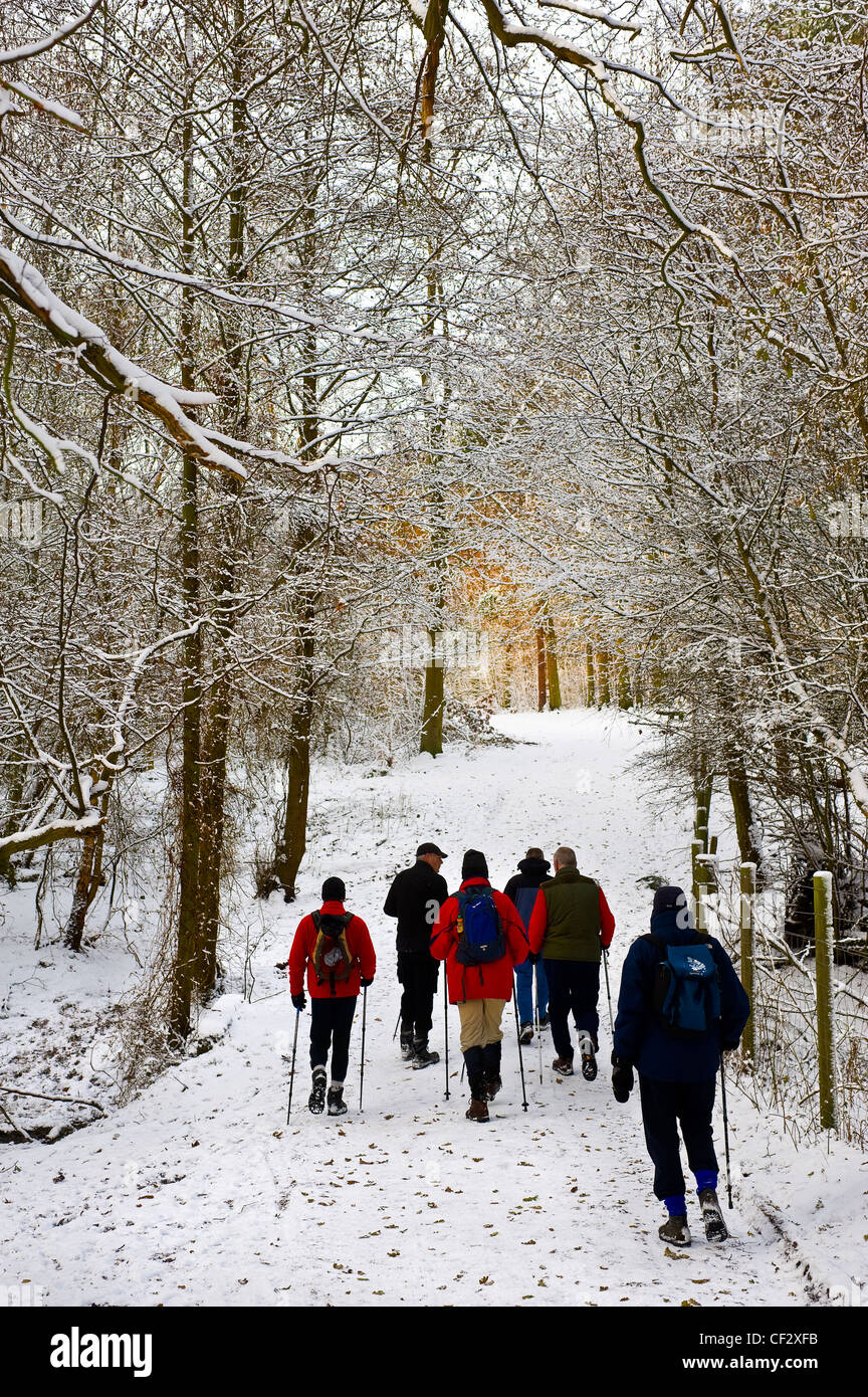Ramblers walking on a snow covered path in woodland. Stock Photo