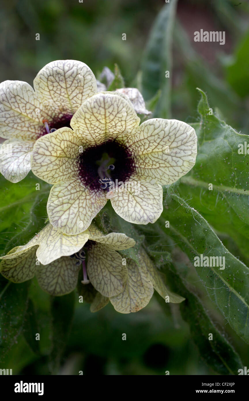 Henbane (Hyoscyamus niger) growing at St Cyrus Stock Photo - Alamy