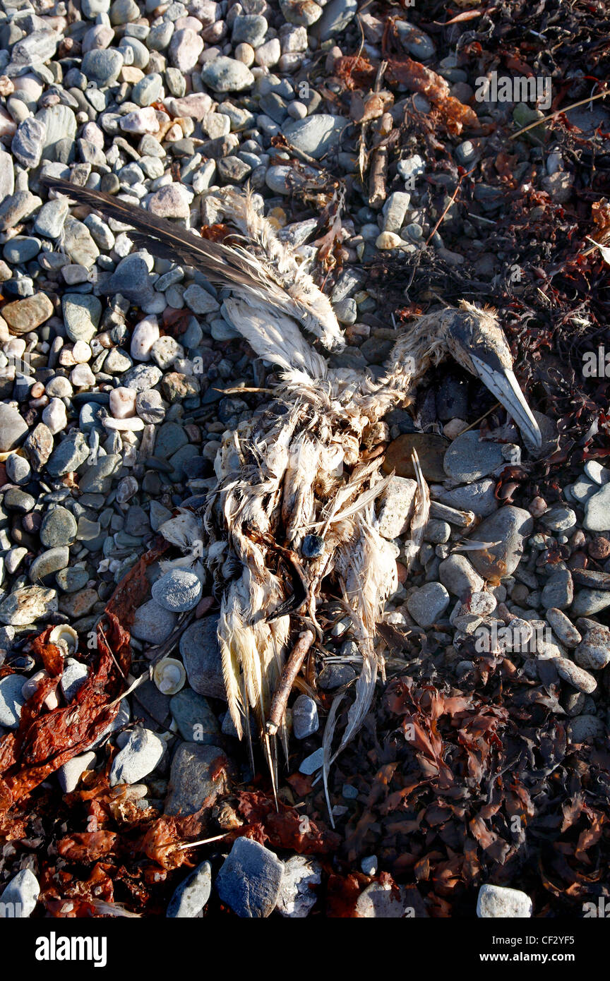 The remains of a dead Heron on a beach on the Isle of Arran. Stock Photo