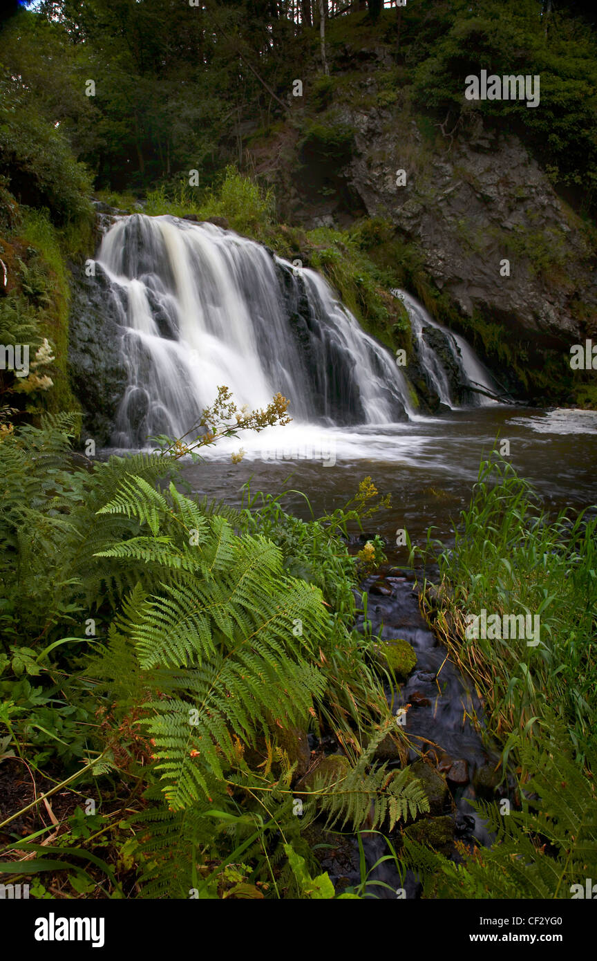 Dess Waterfall in mature woodland in Aberdeenshire. Stock Photo