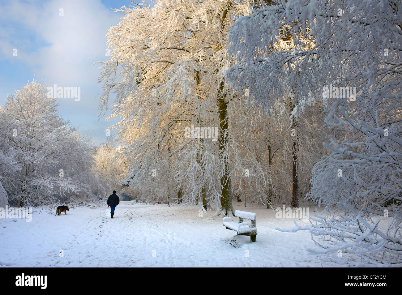 A person walking their dog through snow covered woodland. Stock Photo