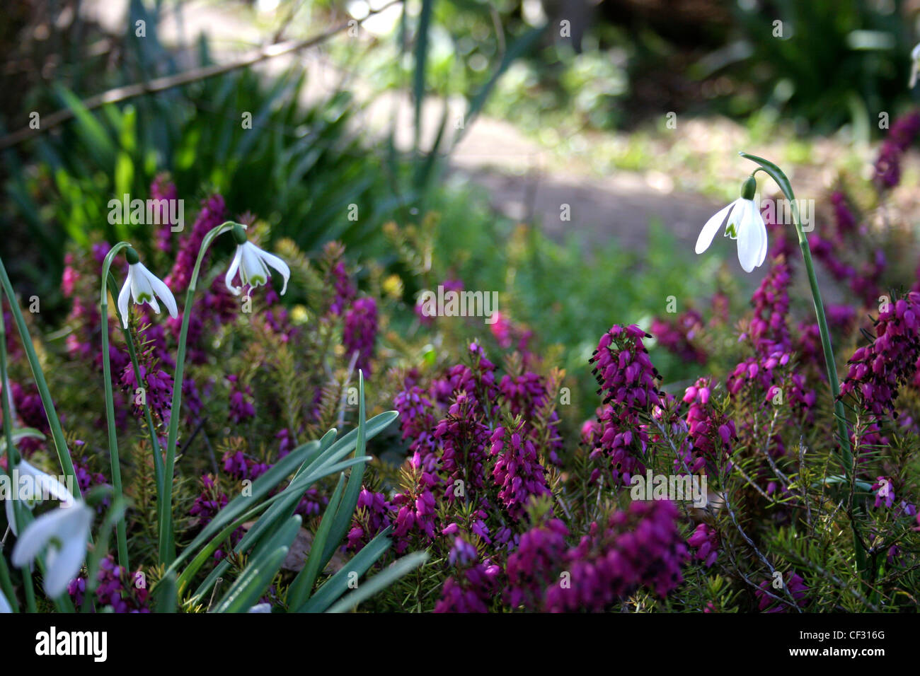 Close up of white snowdrops and purple flowering heather Stock Photo