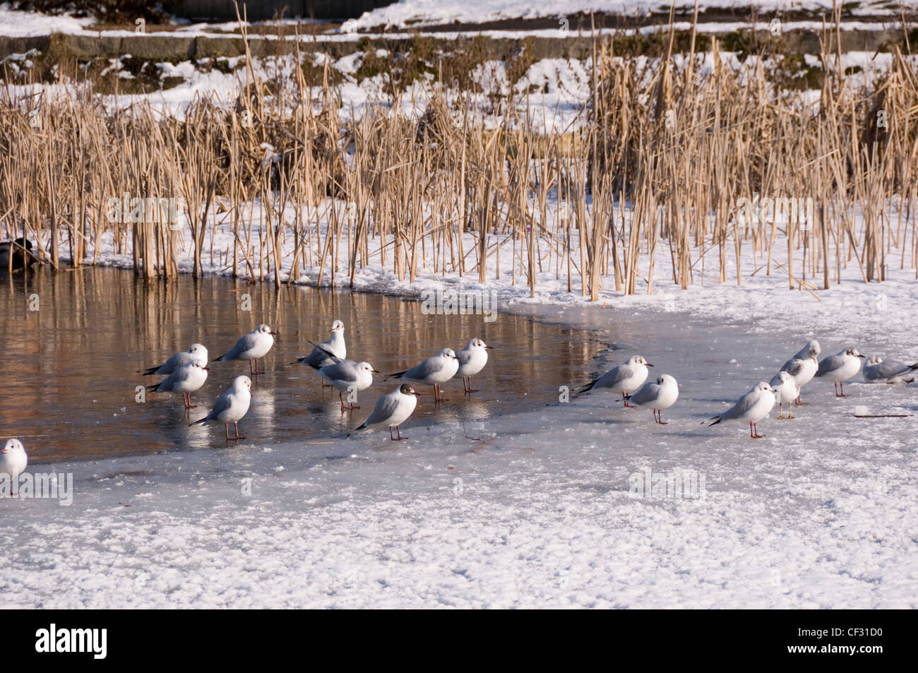 Tylers Green - winter scene - part frozen and snow covered pond - seagulls resting in winter sunlight - backdrop of tall reeds Stock Photo