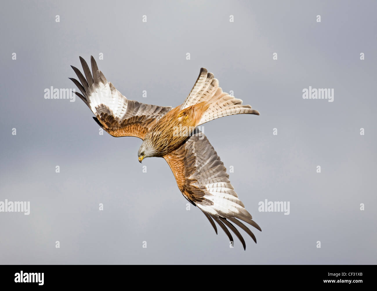 A Red Kite (milvus milvus) in flight. Stock Photo