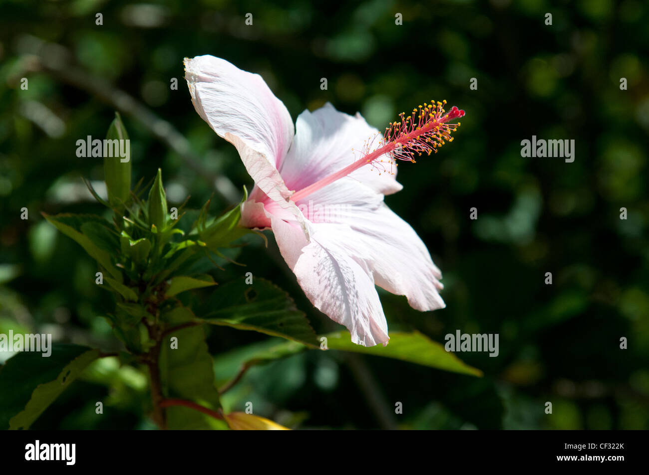 Hibiscus flower in bloom Stock Photo Alamy