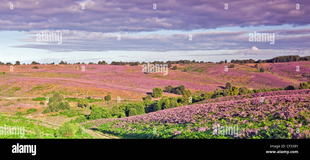 View across heathland banks/hills covered by heather in bloom in summer Cannock Chase Country Park AONB Stock Photo