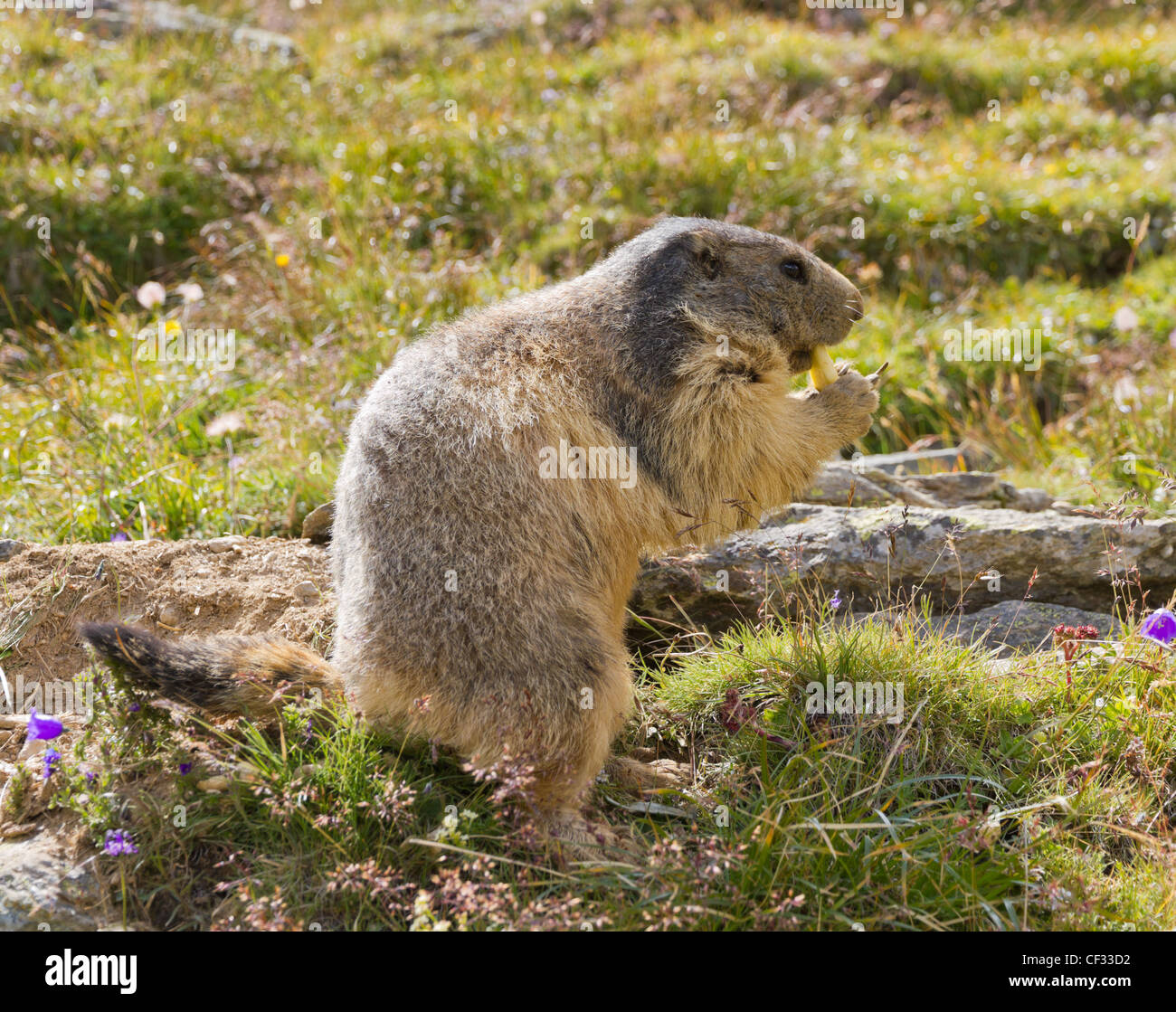 groundhog sitting in front of it's den in summer in Valais, Switzerland Stock Photo
