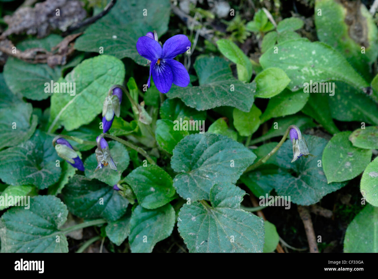 Sweet violet flowers and foliage in Spring UK Stock Photo