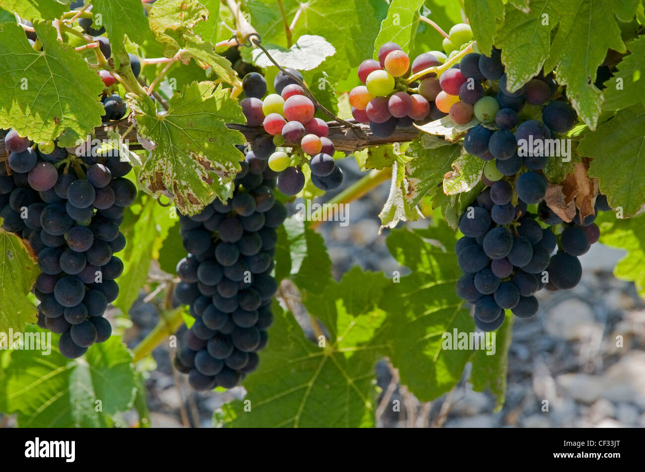 Wine Grapes in Southern France Stock Photo Alamy