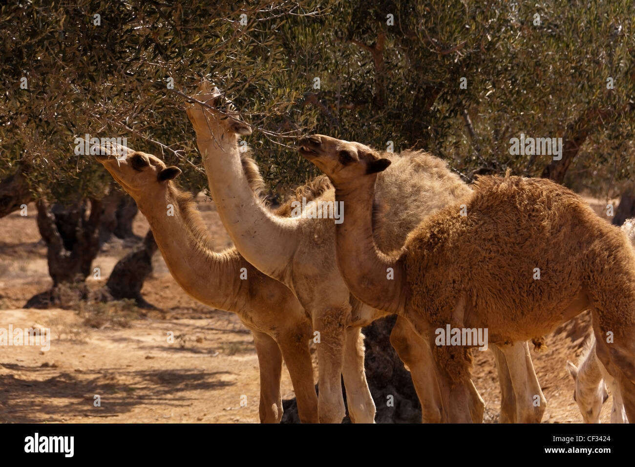 Camel family hi-res stock photography and images - Alamy
